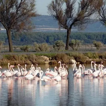 Bed and breakfast Les 1000 Vignes Frontignan